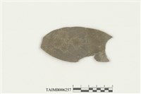 藏品(疣鱗蘚屬)的圖片